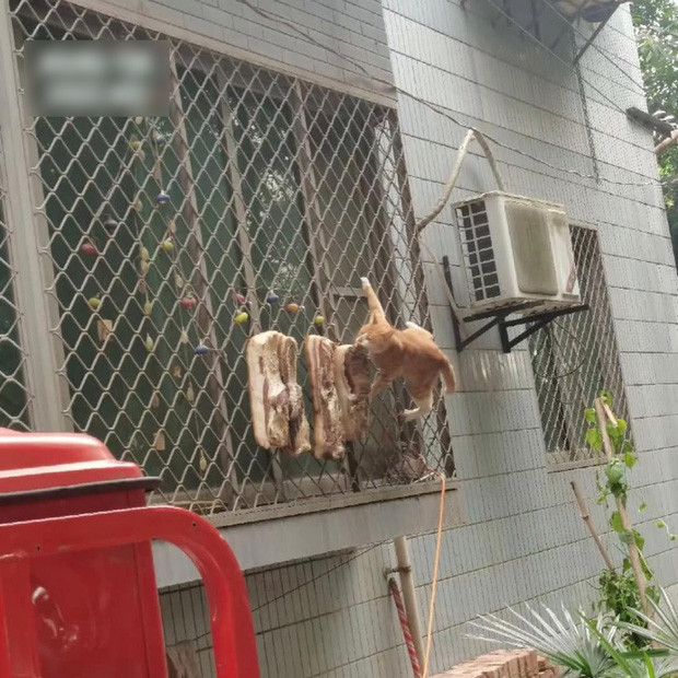 Cô nàng lập tức lại gần thì tá hoả, hoá ra đó là một con mèo đang say mê đánh chén mẻ thịt phơi trên dây của nhà cô. Nhìn kỹ hơn, chú mèo đã ăn “lẹm” mất nửa miếng thịt ngoài cùng.