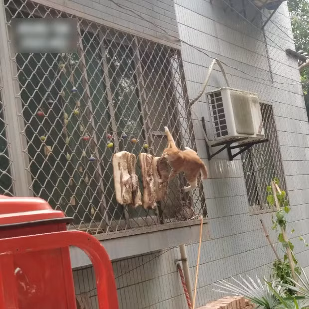 Cô nàng lập tức lại gần thì tá hoả, hoá ra đó là một con mèo đang say mê đánh chén mẻ thịt phơi trên dây của nhà cô. Nhìn kỹ hơn, chú mèo đã ăn “lẹm” mất nửa miếng thịt ngoài cùng.