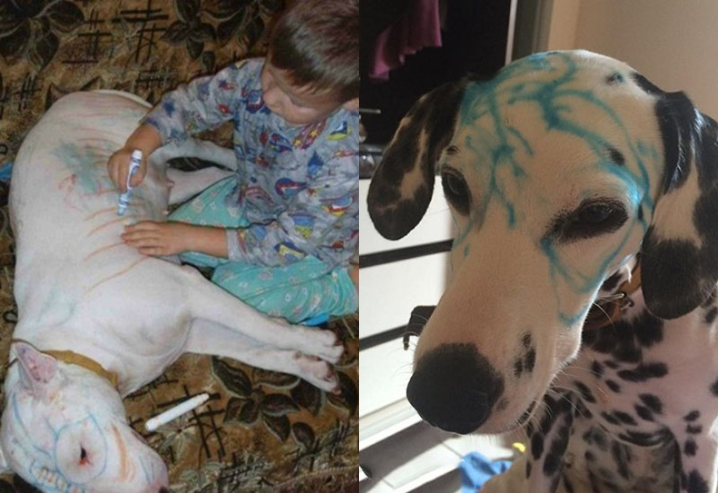 Bạn chó sẽ có diện mạo mới qua bàn tay của lũ trẻ.