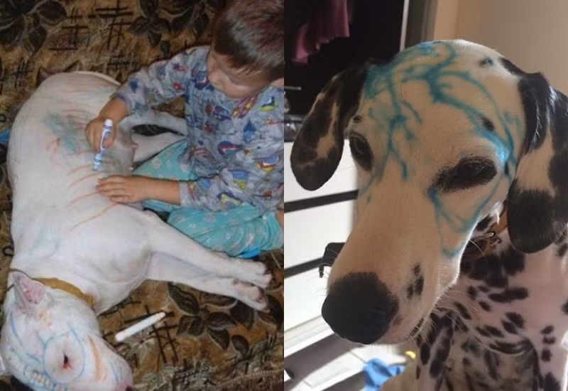 Bạn chó sẽ có diện mạo mới qua bàn tay của lũ trẻ.