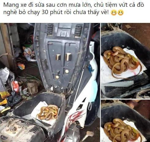 Trên một diễn đàn, dân mạng bàn tán xôn xao trước hình ảnh mở cốp xe có hẳn một "đàn rắn" bên trong. Kèm theo đó là chú thích: "Mang xe đi sửa sau cơn mưa lớn, chủ tiệm vứt cả đồ nghề bỏ chạy, 30 phút rồi chưa thấy về!"