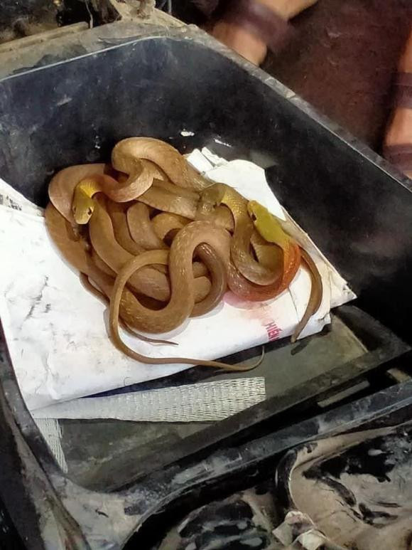 Được biết những hình ảnh này ghi lại năm 2020 ở Quảng Trị. Thời điểm đó, mưa lũ nước dâng quá nhanh khiến bà con không kịp trở tay, nhiều tài sản bị ngâm trong nước lâu ngày hư hỏng.