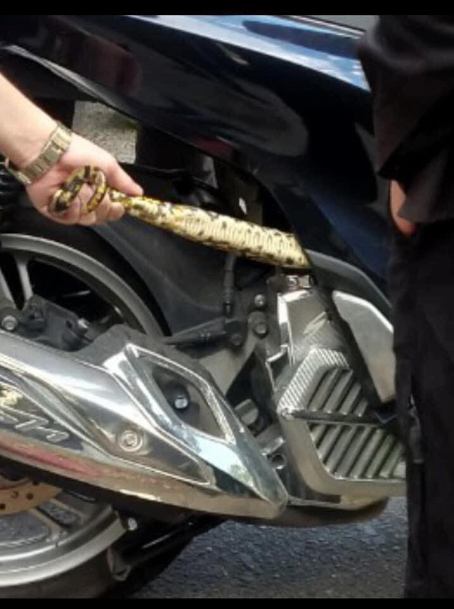 Việc các loại động vật mà điển hình là rắn chọn vị trí cư ngụ trên xe máy là điều không còn quá xa lạ. Nhưng mỗi lần xuất hiện nó khiến sự chú ý của nhiều người.