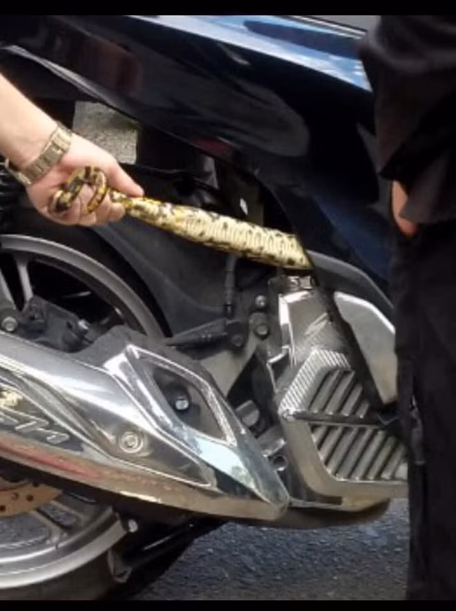 Việc các loại động vật mà điển hình là rắn chọn vị trí cư ngụ trên xe máy là điều không còn quá xa lạ. Nhưng mỗi lần xuất hiện nó khiến sự chú ý của nhiều người.