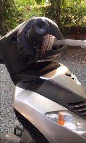 Ngay khi đăng tải, những đoạn clip rắn xuất hiện trong xe máy đã nhanh chóng thu hút rất nhiều sự chú ý từ người xem. Hầu hết mọi người đều vô cùng bất ngờ trước "vị khách không mời mà xuất hiện" này.