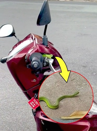 Theo chủ clip cho biết, cô và nhóm bạn thân lên Đà Lạt du lịch. Để thuận tiện di chuyển, cả nhóm đã quyết định thuê xe máy ngay trong thành phố. Tuy nhiên, sau khi đã đi cả ngày trời, cô mới nhận ra sự xuất hiện của một vị khách bất ngờ.