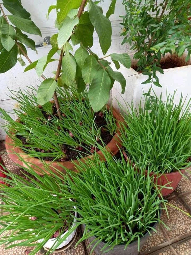 Không ăn hàng được thì số lượng "Master chef" tự nấu cơm nhà tăng lên. Và thậm chí đến giờ là đi siêu thị, đi chợ khó thì dân tình cũng tìm được cách giải quyết luôn.