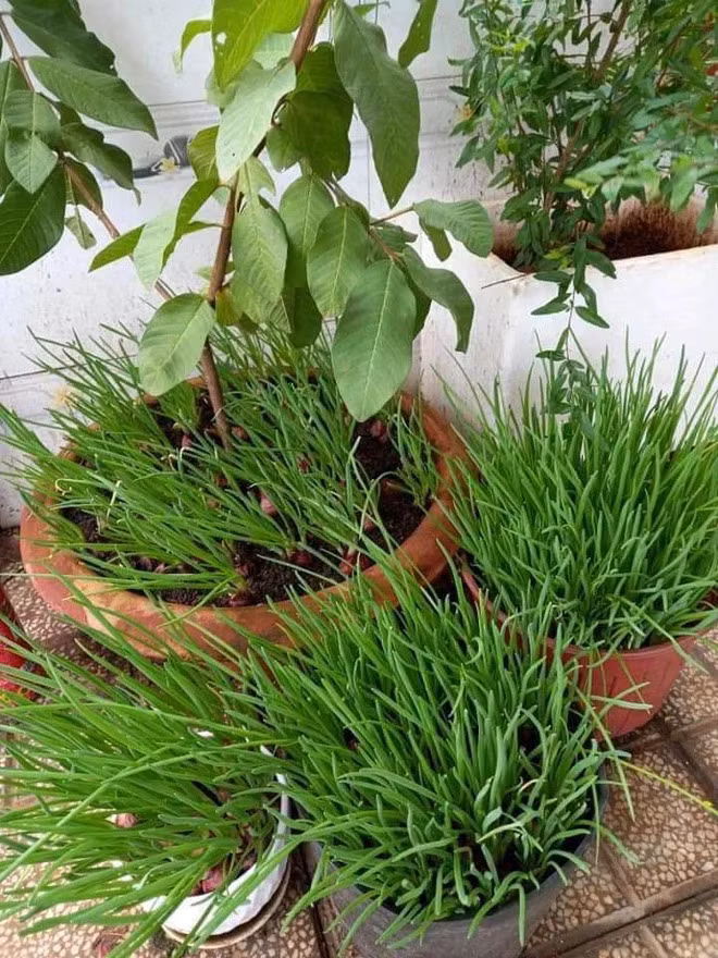 Không ăn hàng được thì số lượng "Master chef" tự nấu cơm nhà tăng lên. Và thậm chí đến giờ là đi siêu thị, đi chợ khó thì dân tình cũng tìm được cách giải quyết luôn.