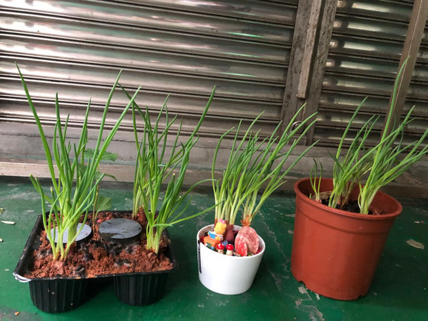 5-7 ngày giãn cách thôi mà rau cỏ đã lên mướt mát lắm rồi.