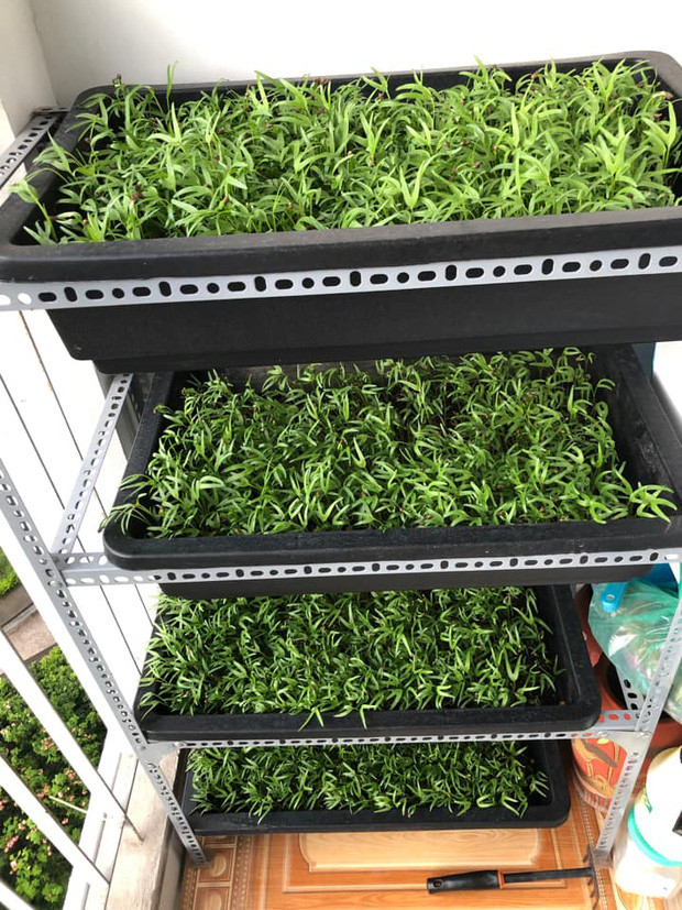 Người ta trồng lan trăm triệu rồi cả tỷ, mình thì chỉ thích trồng rau thôi