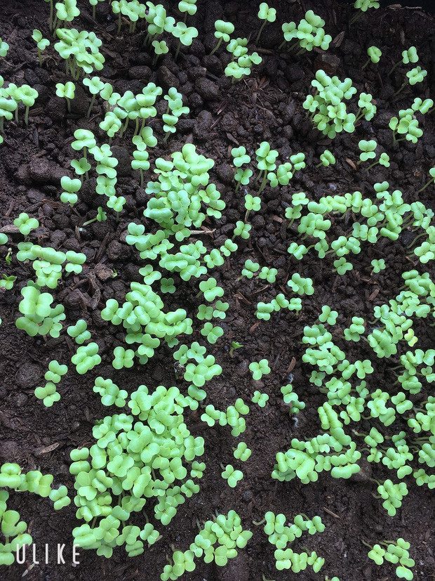 Ai không có năng khiếu trồng rau thì đơn giản là gieo vài hạt giống của các loại dễ lên như rau mầm, khoai tây... ăn thì chắc không ăn được nhưng có thể làm cây cảnh trang trí.