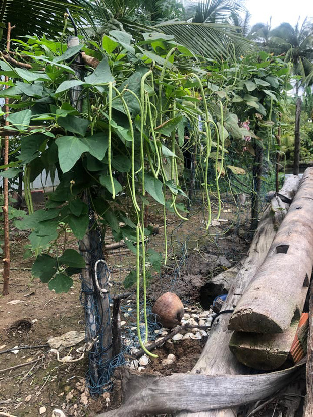 Có ai nhìn vườn đậu đũa này mà thèm không?