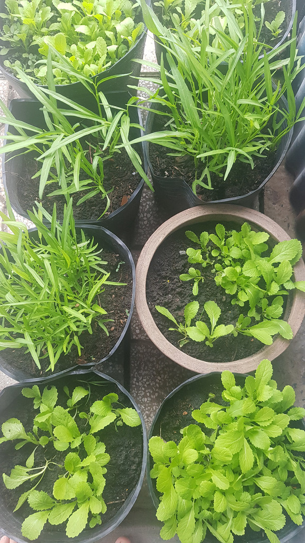 Những loại rau như rau cải mà thêm vài cọng khi pha mì tôm là hết ý, khỏi ăn hàng mấy bữa cũng không sao