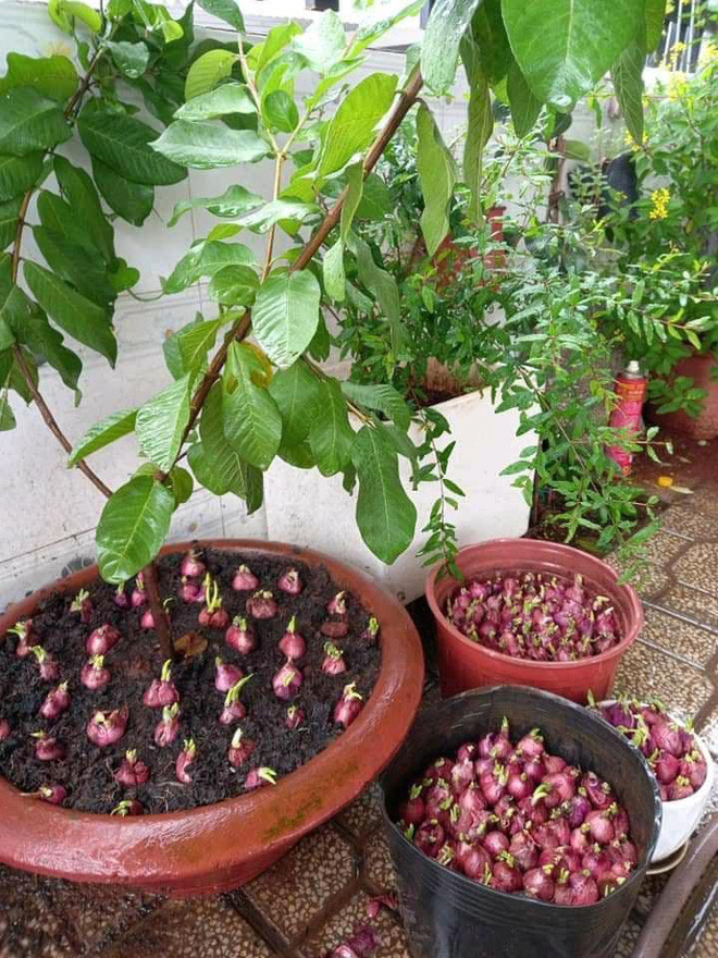 Có thể bạn chưa biết nhưng ngày giãn cách xã hội khiến nhiều người bỗng thay đổi thói quen và tìm thú vui điền vui.