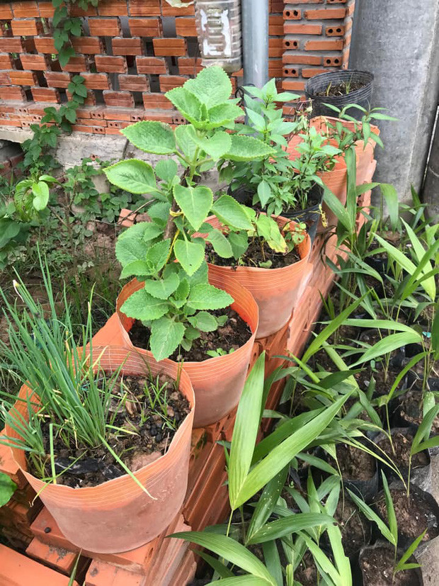  Ở nhà nghỉ dịch thì làm gì? Thì trồng hành thế này chứ sao. Nhìn coi có thích mắt không?