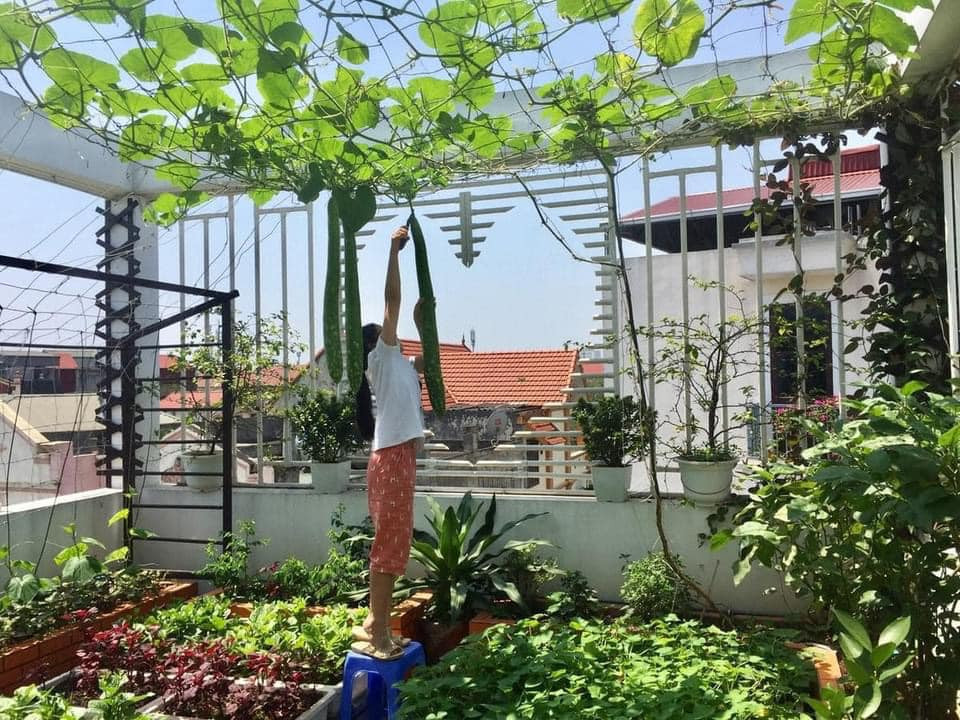 Không chỉ trồng 1 khóm rau, chị nội chợ này có nguyên cả vườn rau trên sân thượng.
