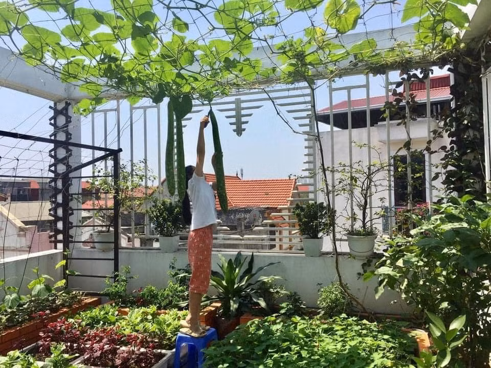 Không chỉ trồng 1 khóm rau, chị nội chợ này có nguyên cả vườn rau trên sân thượng.