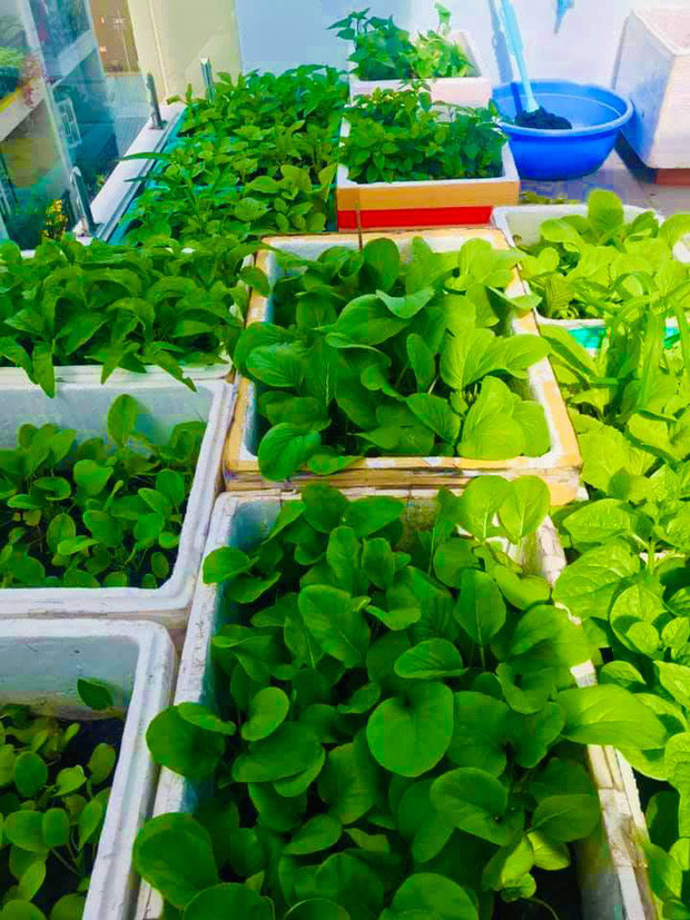 Cứ gọi là mướt mườn mượt, khéo còn xanh và ngon hơn rau xanh trong siêu thị ấy chứ