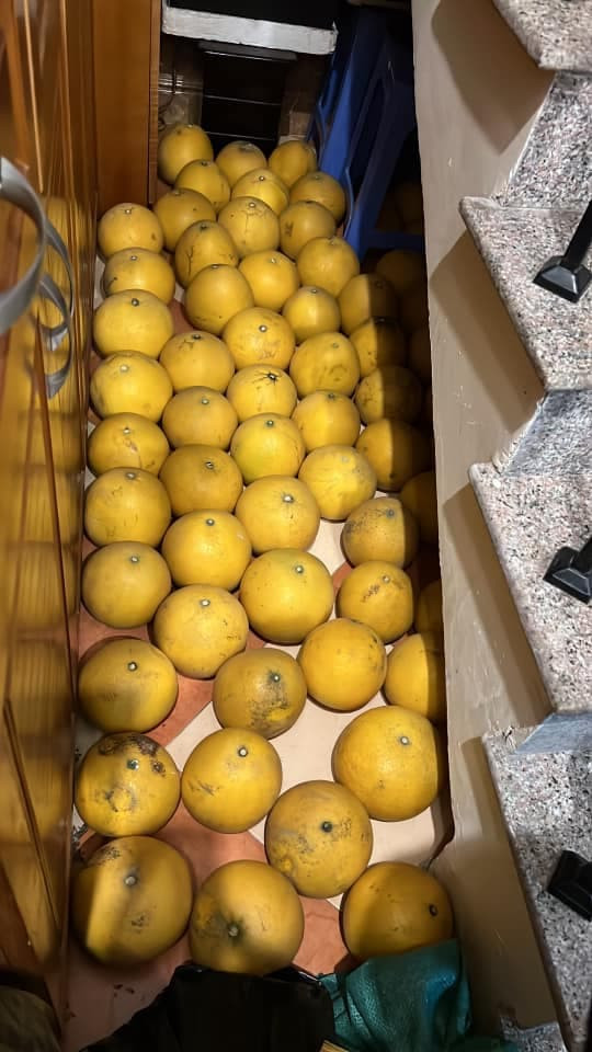 Càng phù hợp với việc "tích trữ" này, đó là những quả bưởi để được khá lâu, nhất là khi để một thời gian để bưởi "xuống nước" thì ăn sẽ càng ngọt.