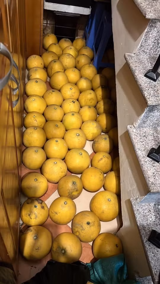 Càng phù hợp với việc "tích trữ" này, đó là những quả bưởi để được khá lâu, nhất là khi để một thời gian để bưởi "xuống nước" thì ăn sẽ càng ngọt.