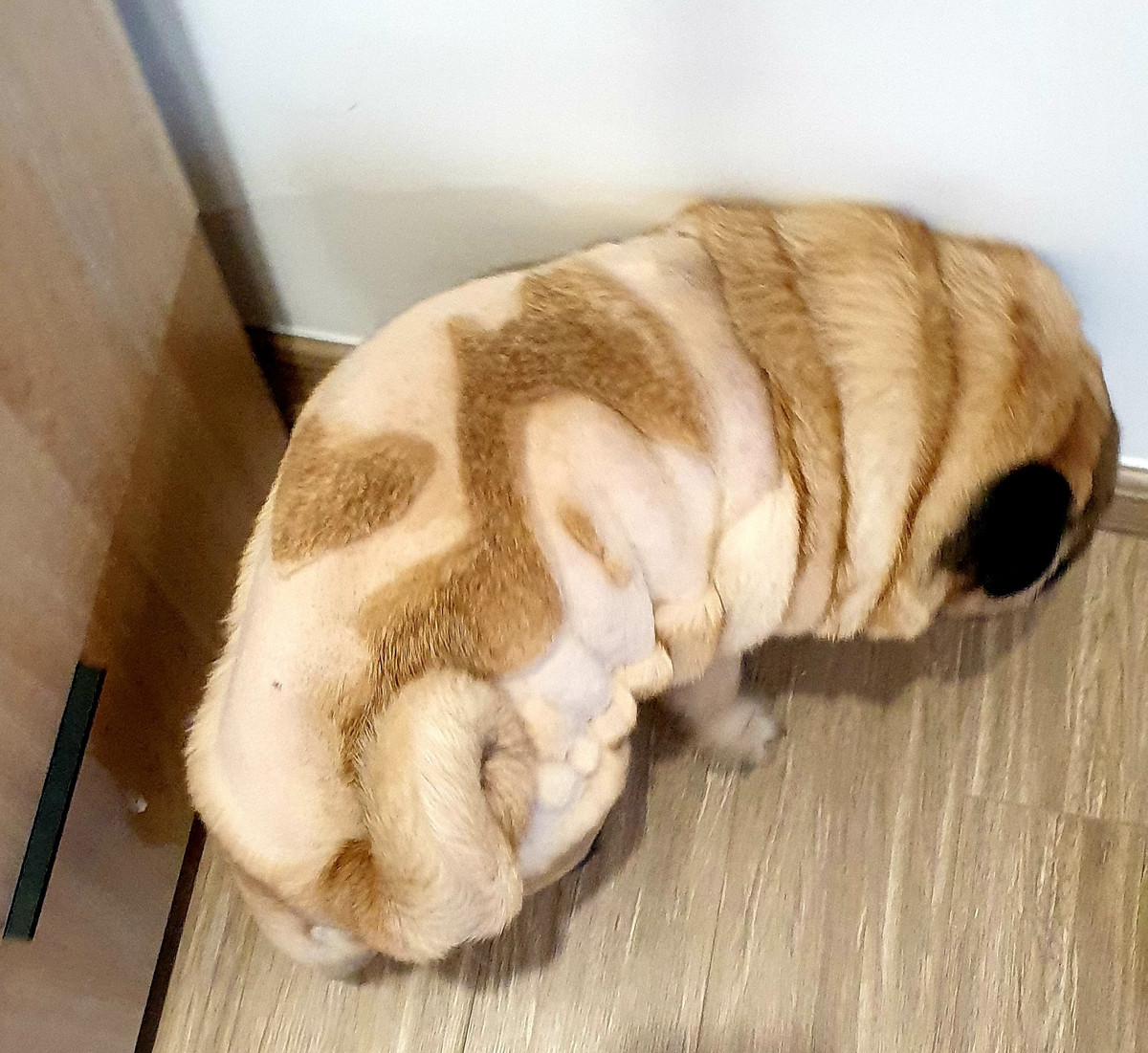 Theo chia sẻ của V.N.B, chú chó của cô thuộc dòng Pug và "boss" có tên đầy đủ là Vũ Văn Phở (8 tuổi). Với tình yêu Việt Nam nên đã quyết định thể hiện màn cắt tỉa lông cho thú cưng của mình theo hình bản đồ của Tổ quốc.