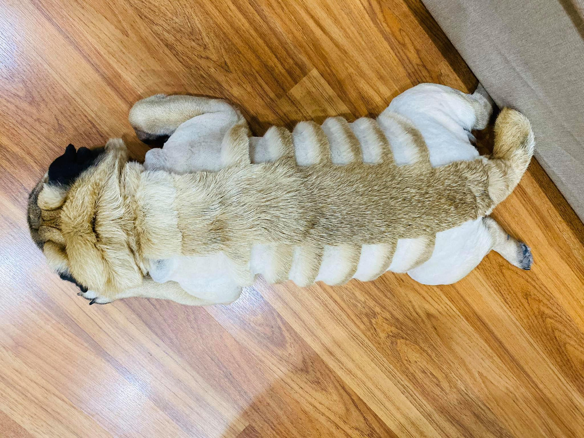 Nói về màn cắt tỉa lông cho chú chó Vũ Văn Phở, V.N.B cho biết: "Đầu tiên mình cũng run tay lắm vì đã cầm tông đơ bao giờ đâu nhưng vì nhìn Phở nóng quá, thè lưỡi cả ngày trong tội nghiệp nên tôi đã đánh liều "lần đầu làm chuyện ấy" lên bộ lông của nó. Lần đầu tôi mất gần 2 tiếng để gọt trụi tất cả...