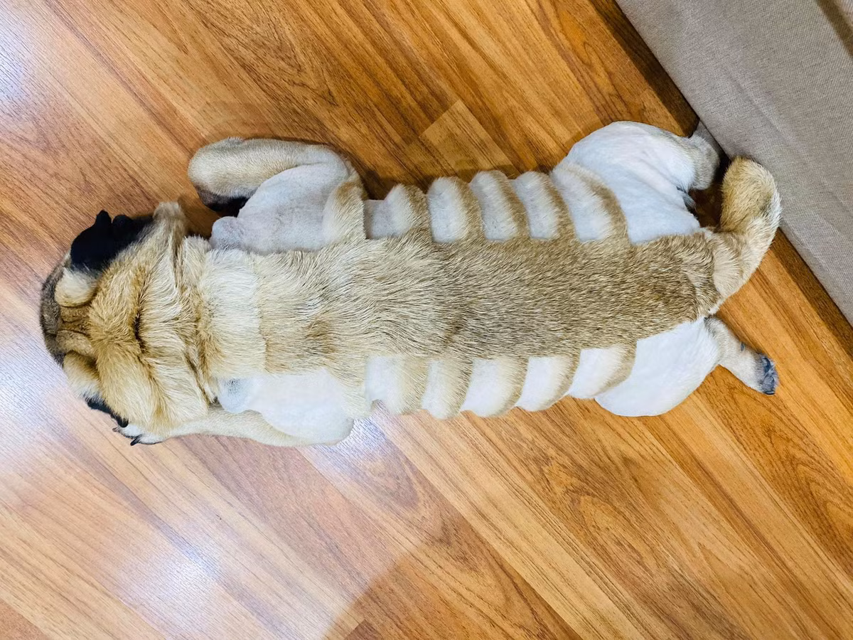 Nói về màn cắt tỉa lông cho chú chó Vũ Văn Phở, V.N.B cho biết: "Đầu tiên mình cũng run tay lắm vì đã cầm tông đơ bao giờ đâu nhưng vì nhìn Phở nóng quá, thè lưỡi cả ngày trong tội nghiệp nên tôi đã đánh liều "lần đầu làm chuyện ấy" lên bộ lông của nó. Lần đầu tôi mất gần 2 tiếng để gọt trụi tất cả...