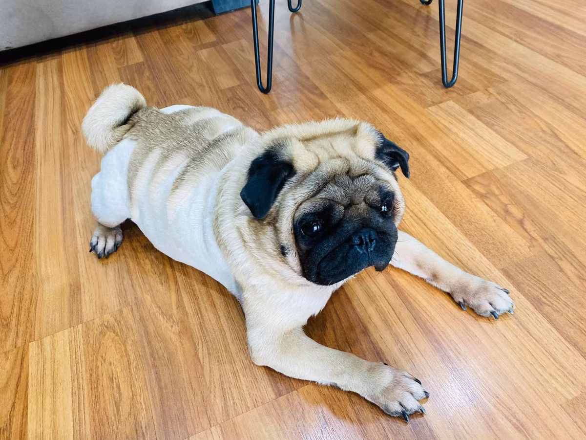 Cách đây chưa lâu, V.N.B cùng Vũ Văn Phở đã cùng nhau thực hiện hành trình xuyên Việt bằng xe ô tô. Đi đến đâu, cả "con sen" và "boss" đều chụp ảnh check-in và cùng nhau trải nghiệm nhiều điều thú vị trên khắp các vùng miền của đất nước.