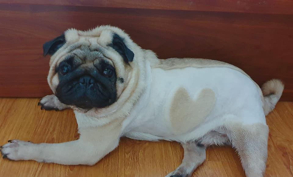 Sau khi những bức ảnh về màn tỉa lông của Vũ Văn Phở lên sóng, dân mạng đều bày tỏ sự thích thú và để lại bình luận khá "hề".