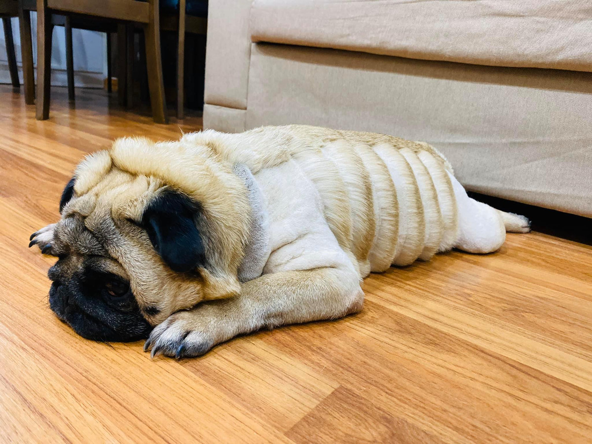 Nhưng sau "lần đầu làm chuyện ấy" mình lại nghĩ rằng tại sao không thử điêu khắc trên lông của Phở và thế là những "outfit" mới ra đời. Mỗi lần nhìn thấy mình cầm chiếc tông đơ, Phở khá hoảng nhưng được "dỗ ngon dỗ ngọt" bằng nem chua, xúc xích hay trứng vịt lộn là mọi thứ đều êm đẹp". V.N.B chia sẻ với PV.