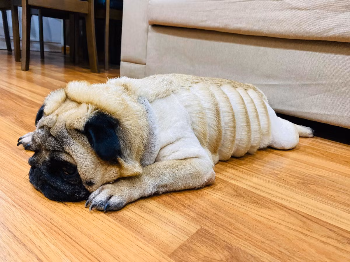 Nhưng sau "lần đầu làm chuyện ấy" mình lại nghĩ rằng tại sao không thử điêu khắc trên lông của Phở và thế là những "outfit" mới ra đời. Mỗi lần nhìn thấy mình cầm chiếc tông đơ, Phở khá hoảng nhưng được "dỗ ngon dỗ ngọt" bằng nem chua, xúc xích hay trứng vịt lộn là mọi thứ đều êm đẹp". V.N.B chia sẻ với PV.