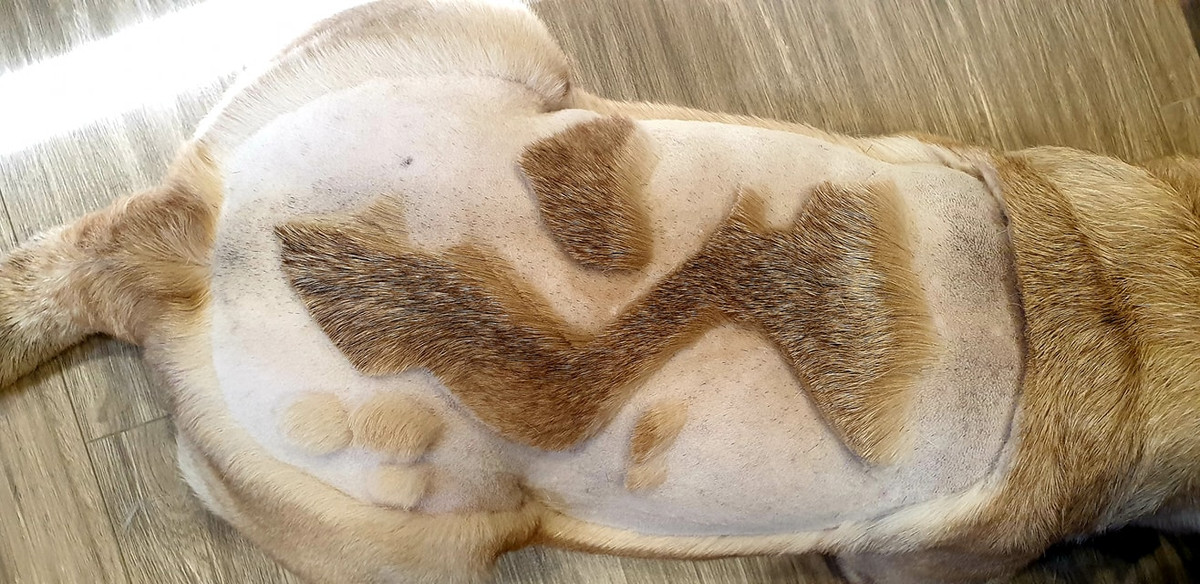 Điển hình mới nhất phải kể tới nickname V.N.B đã khoe màn cắt lông chó với hình tượng bản đồ Việt Nam khiến netizen phải thực sự thích thú.