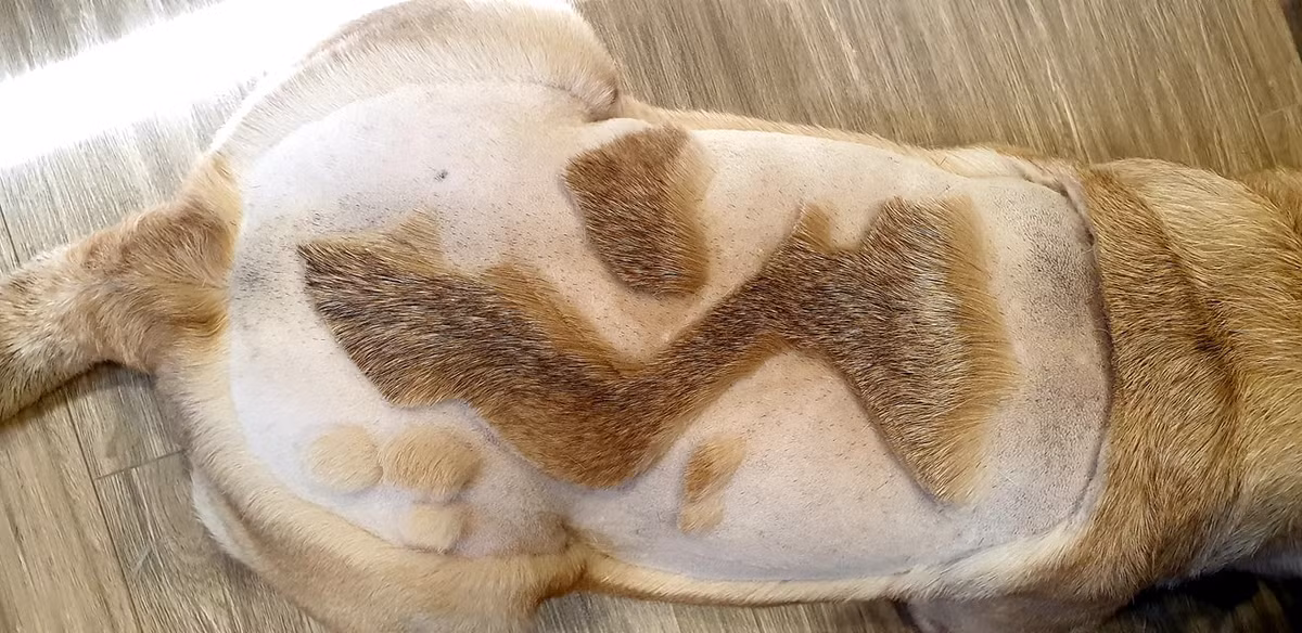 Điển hình mới nhất phải kể tới nickname V.N.B đã khoe màn cắt lông chó với hình tượng bản đồ Việt Nam khiến netizen phải thực sự thích thú.