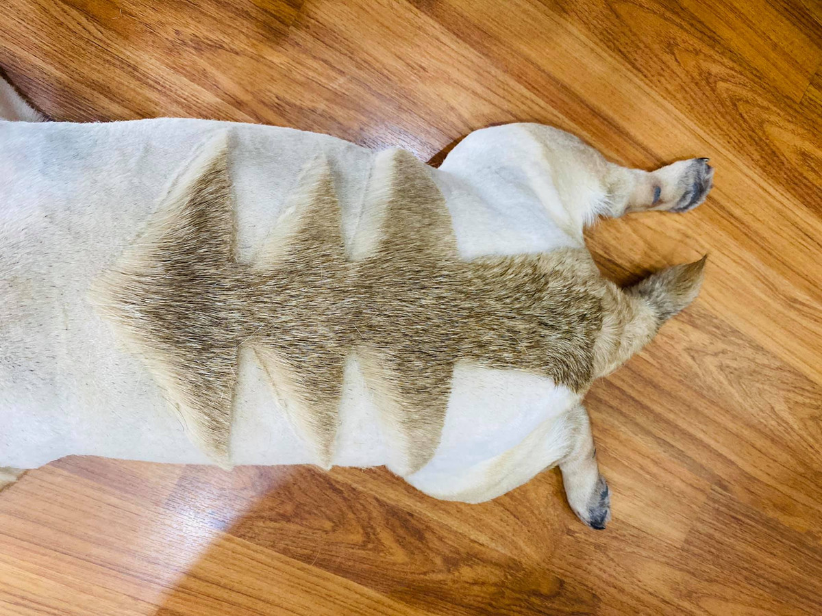 Theo tìm hiểu đây không phải lần đầu tiên mà Vũ Văn Phở được "con sen" V.N.B tỉa lông. Trước đó, chú chó dòng Pug này từng gây ấn tượng với netizen bằng bộ lông mang hình thù như cây thông, mũi tên tình yêu...