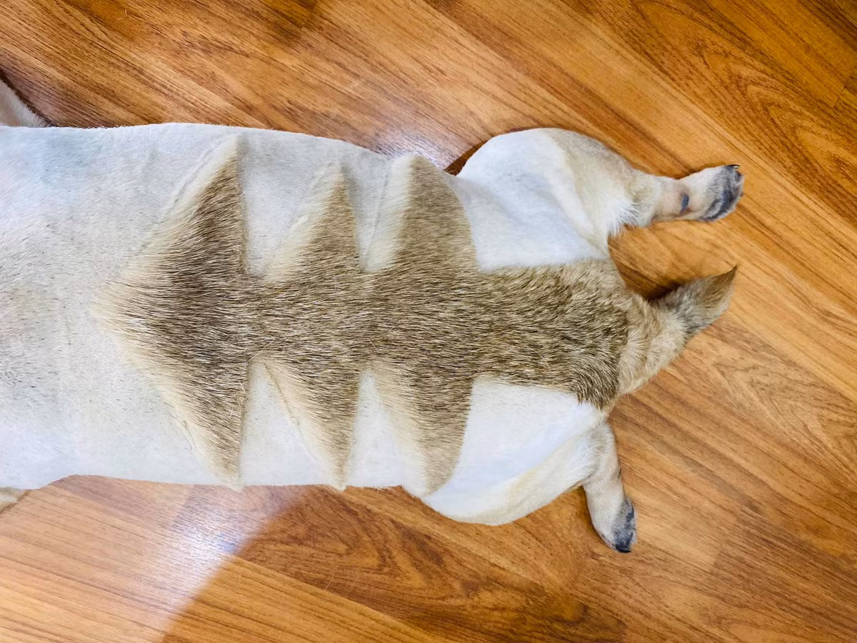 Theo tìm hiểu đây không phải lần đầu tiên mà Vũ Văn Phở được "con sen" V.N.B tỉa lông. Trước đó, chú chó dòng Pug này từng gây ấn tượng với netizen bằng bộ lông mang hình thù như cây thông, mũi tên tình yêu...