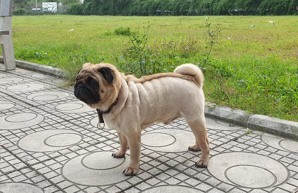 Hiện tại những bức ảnh của V.N.B với màn cắt tỉa lông cho thú cưng Vũ Văn Phở vẫn thu hút được sự chú ý của cộng đồng mạng và những bình luận hài hước từ đó mà ra đời.