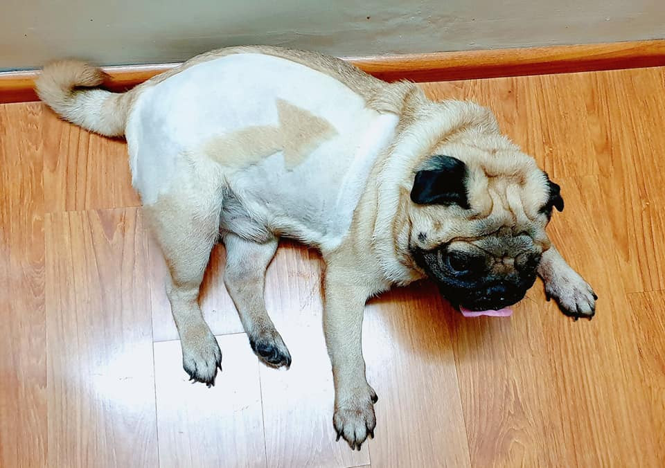 Không chỉ cùng nhau phượt khắp các nẻo đường của Tổ quốc mỗi khi có thời gian rảnh, Phở cùng V.N.B còn tham gia các hoạt động như nhặt rác bảo vệ môi trường hay chạy marathon.