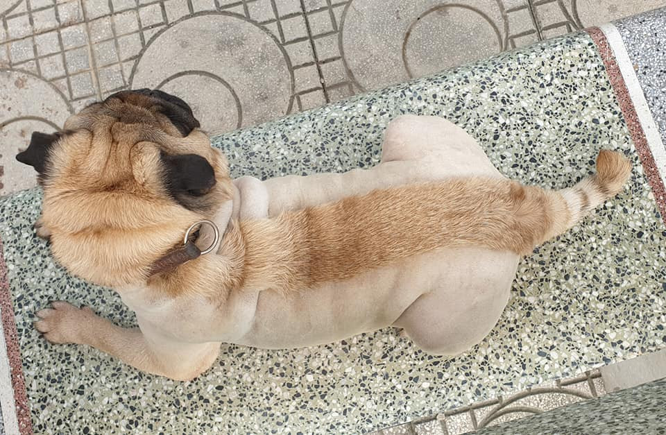 "Nhìn bộ outfit này chất thực sự. Đầu tiên mình tưởng là bạn cho cún ra hàng cắt nhưng ai ngờ bạo tay cắt luôn ở nhà. Chất đây!", "Nhìn cũng rất gì và này nọ nhé. Nhưng biểu cảm của Phở có vẻ khá buồn khi phải xa rời bộ lông xưa" hay "Được thiết kế outfit mới mà sao mặt Phở không vui được nhỉ, cứ chảy xệ ra thế"... là những bình luận mà dân mạng để dưới phần bình luận bài đăng của V.N.B.