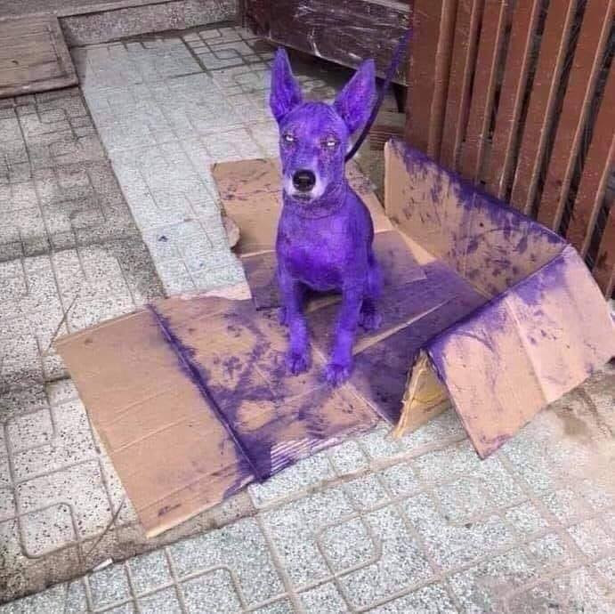 Thực tế, những bức ảnh "giận tím chó" hay "giận tím mèo" thực chất là những lúc các con sen đang bôi thuốc chữa bệnh nấm da cho boss.