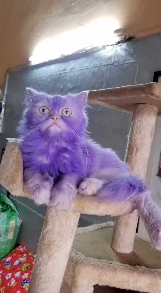 Thời gian vừa qua, trào lưu " giận tím người" rất thịnh hành trên mạng xã hội và được giới trẻ hưởng ứng nhiệt tình.