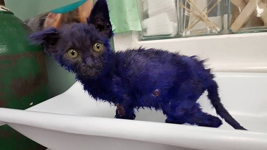 "Thế này là gọi giận tím chó, giận tím mèo rồi. Nghĩ có chán không không cơ chứ, bị ghẻ mà bôi muốn giận tím luôn" hay "Chắc sen tưởng các "quàng thượng" bị thủy đậu thôi mà, nhầm tí thôi làm gì mà căng" là những bình luận mà dân tình để lại dưới bức ảnh "giận tím chó".