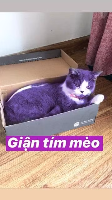 Loài thuốc khiến các boss trở nên "giận tím" có tên thuốc tím, một trong những loại dùng để chữa ghẻ, chữa viêm da.