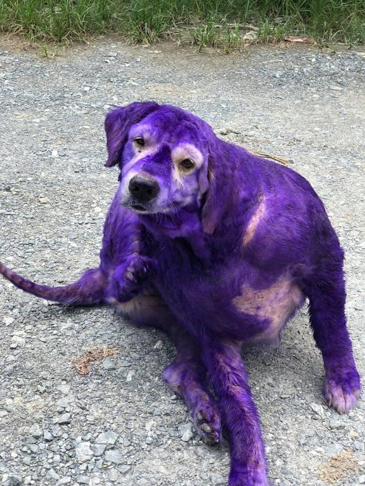 Thậm chí, một số loài động vật cũng không đứng ngoài trào lưu "giận tím người" khiến cộng đồng mạng thích thú.