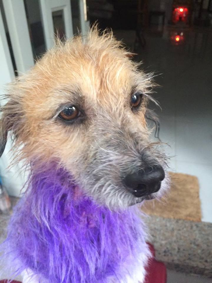 Đồng quan điểm với P.H.D là nickname C.D.D cũng để lại bình luận: "Khác gì nhuộm màu lông cho chó, mèo đâu nhỉ. Lúc đầu thì đẹp mà sau nó loang lổ ra 'quàng thượng' xấu còn giận luôn ấy chứ".