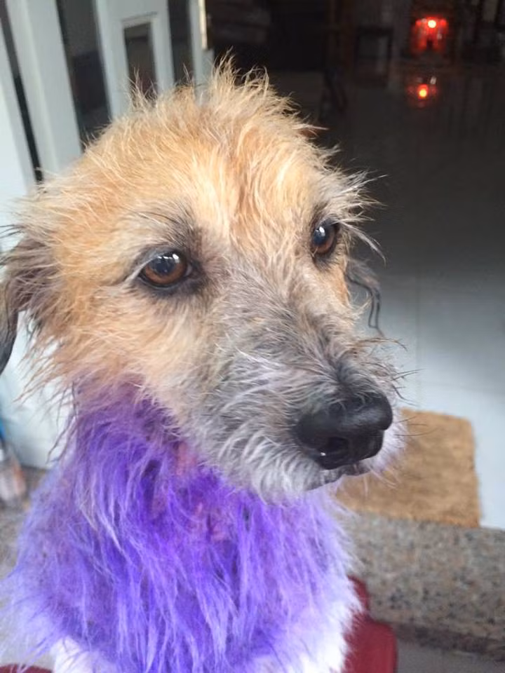 Đồng quan điểm với P.H.D là nickname C.D.D cũng để lại bình luận: "Khác gì nhuộm màu lông cho chó, mèo đâu nhỉ. Lúc đầu thì đẹp mà sau nó loang lổ ra 'quàng thượng' xấu còn giận luôn ấy chứ".