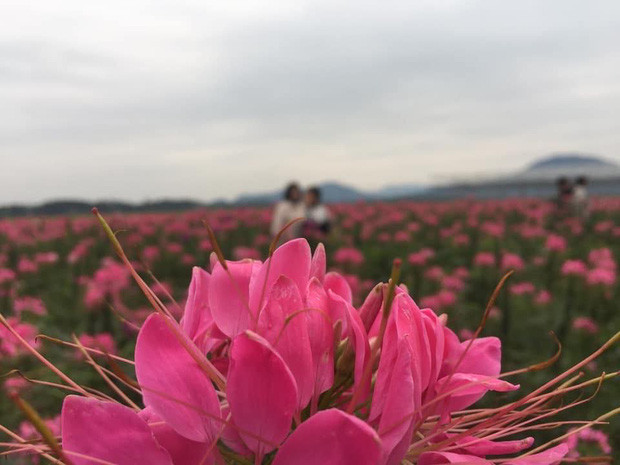 Chủ thể trong bức ảnh chụp người yêu phải có tiền cảnh nhưng lỡ lấy nét vào tiền cảnh rồi. Anh chàng người yêu đâu biết cách nào sửa lại.