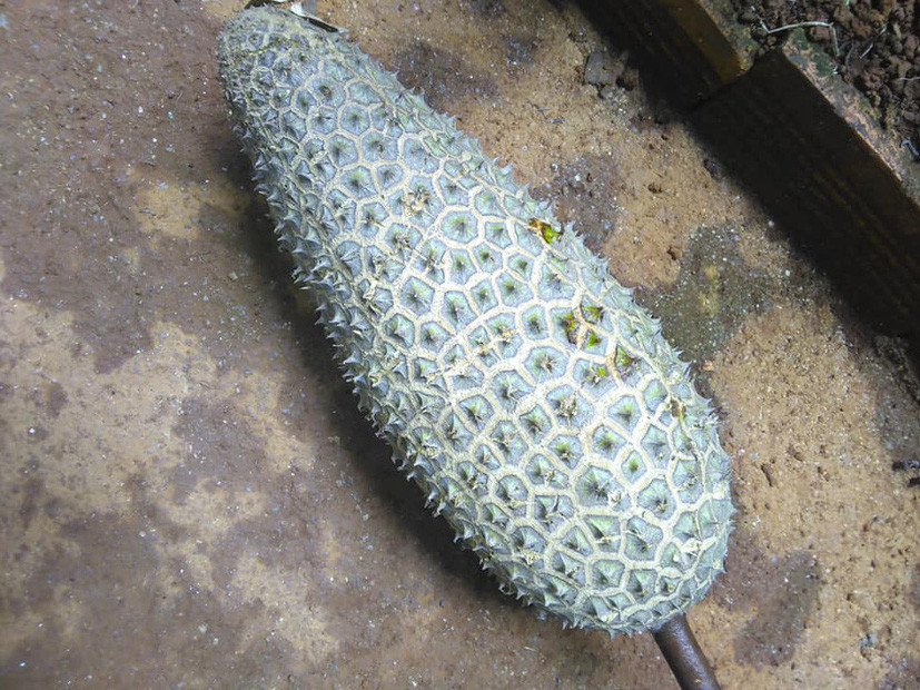 Tuy nhiên, nếu là sản phẩm do loại keo dán nào đó tài trợ thì cũng phải khâm phục màn "ra tay" bởi sau khi nâng lên đặt xuống, quả bơ vẫn bám vào cuống.