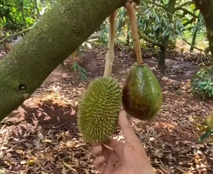 Sau khi đoạn clip khoe trái sầu riêng "đột biến" được đăng tải, dân mạng bàn tán sôi nổi và cho rằng đây chắc là một trò đùa, chứ cây sầu riêng tuyệt đối không thể mọc ra quả bơ được.