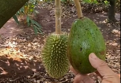 Thậm chí, nhiều "đại gia cõi mạng" còn mạnh miệng ra giá 14 tỷ để rước em sầu riêng "đột biến" về để "sĩ với đời".