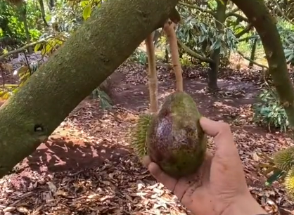 Hóa ra, ngay trên cây sầu riêng, ở bên cạnh một trái sầu riêng be bé là một... trái bơ đang chín, mọc ra từ cuống sầu riêng.